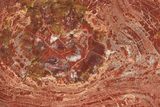 Polished Petrified Wood (Araucarioxylon) Slab - Arizona #239330-1